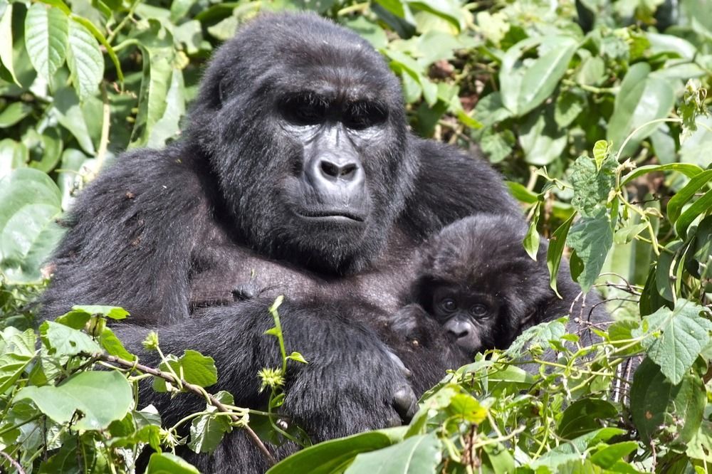 Silverback Lodge Buhoma Екстериор снимка